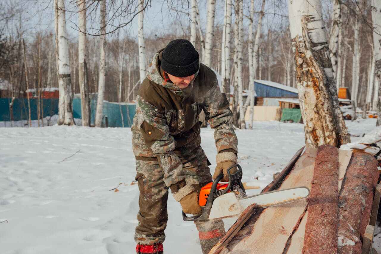 The Steps Involved in Our Tree Care Process in Ken Caryl, CO